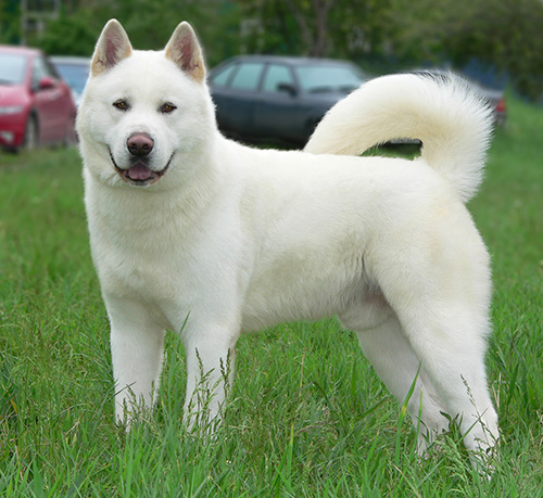 akita.jpg