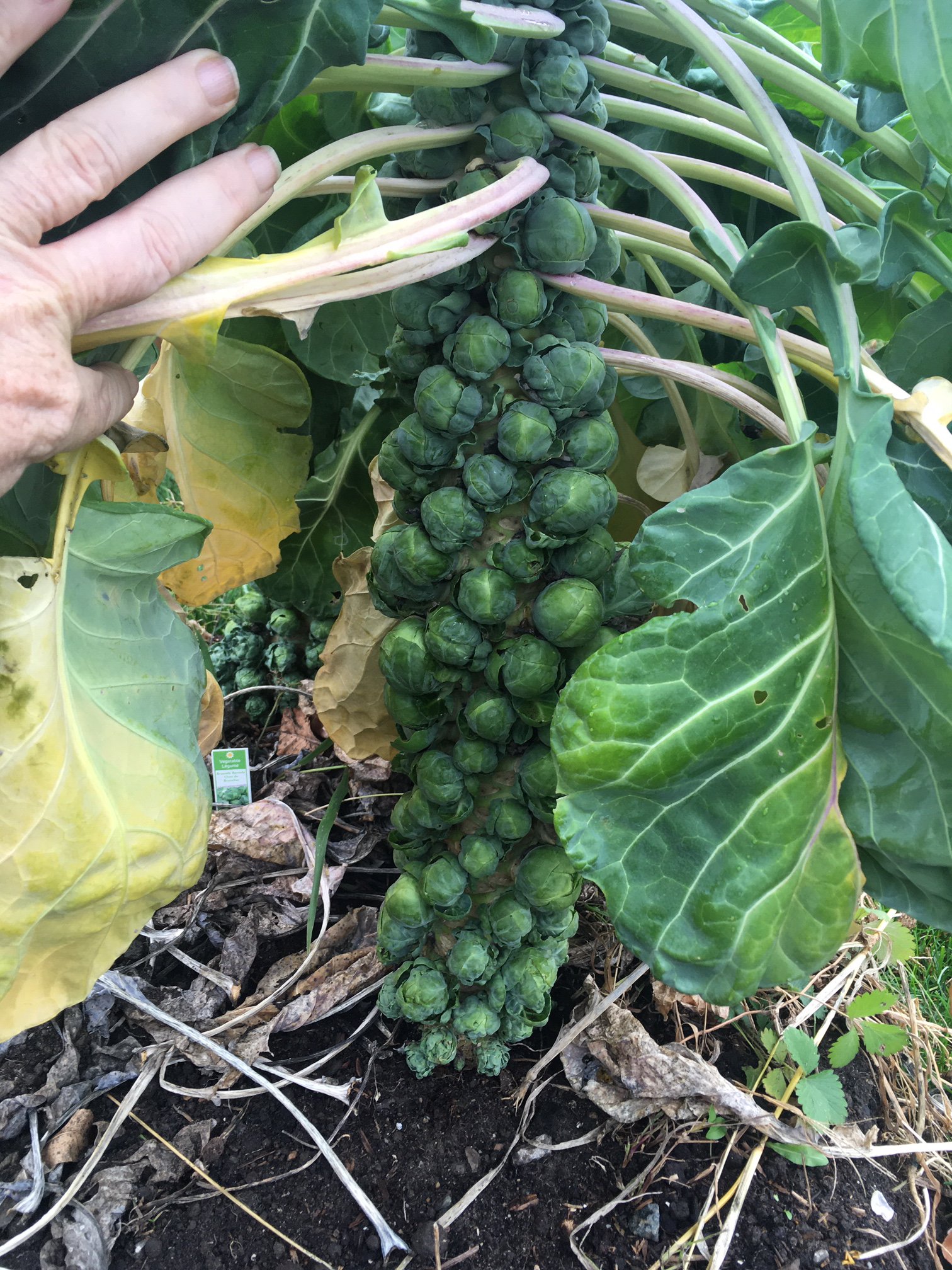 brussels sprouts.JPG