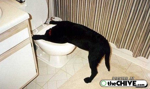 Drunk Dog.png