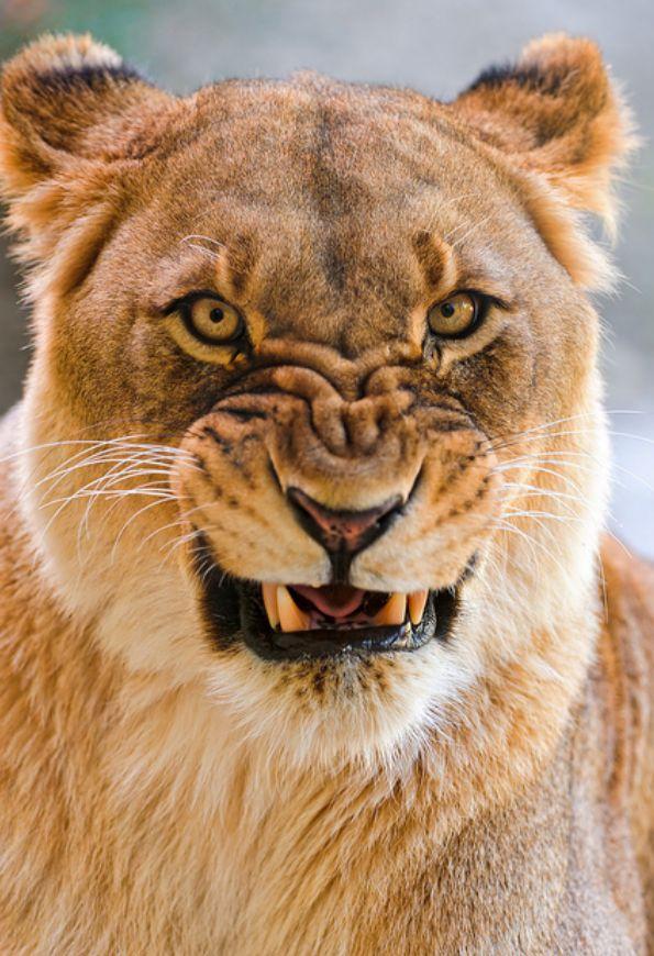 grrrrrrrrrrrrrrrr.jpg
