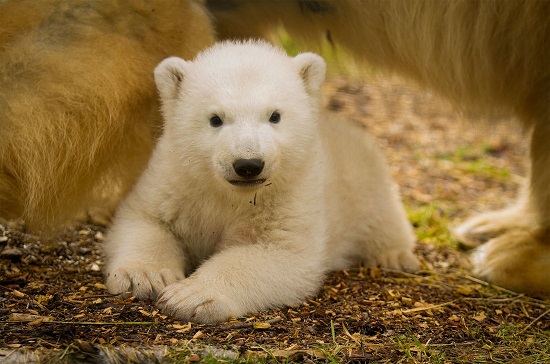 polar.jpg