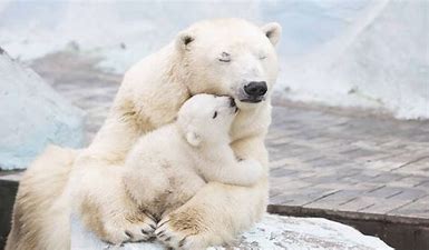 polar.jpg