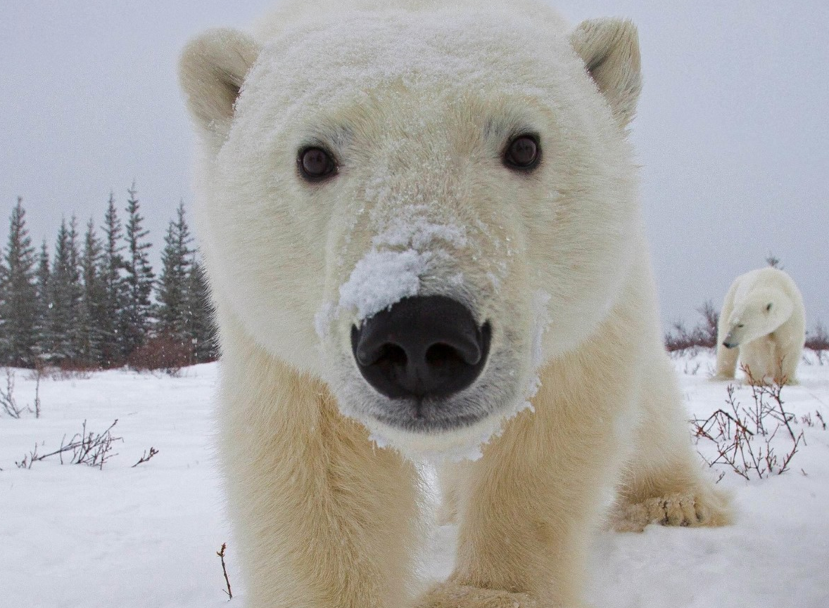polar.png