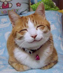 smiling cat.jpg