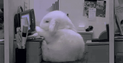 tired bunny.gif