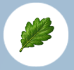 oak_leaf.png