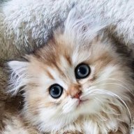 Poppy
