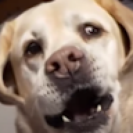 Little Cheese