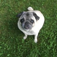 PugsRule