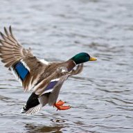 Duck Airport