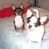 chihuahuas