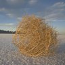 tumbleweed