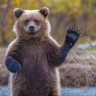 Bear in the Air