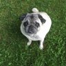 PugsRule