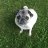 PugsRule