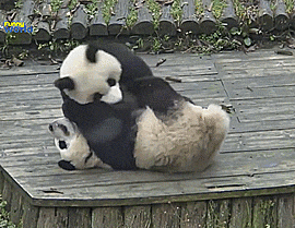 giphy.gif