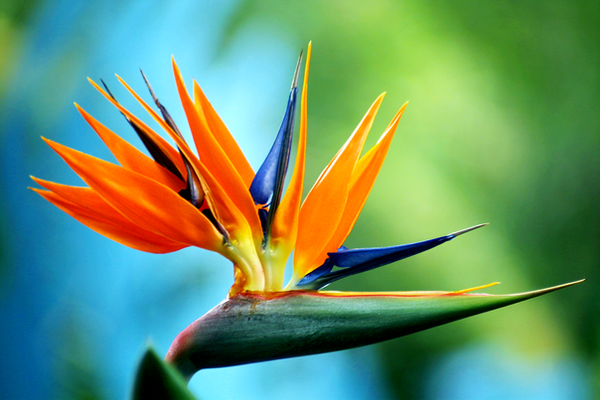 blue_bird_of_paradise_by_massano.png
